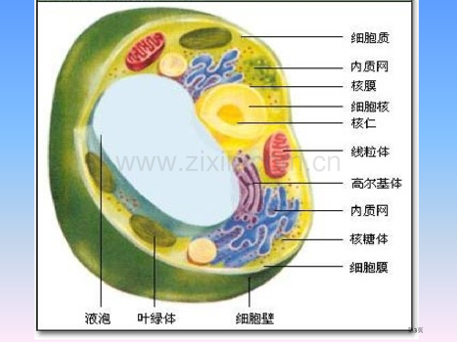 必修细胞器之间的分工合作PPT课件市公开课一等奖百校联赛获奖课件.pptx_第3页