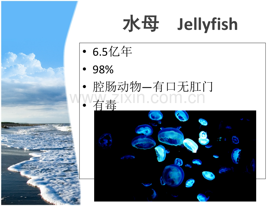 海洋生物科普知识讲义模板省公共课一等奖全国赛课获奖课件.pptx_第3页