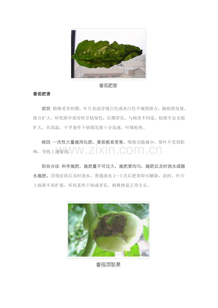 番茄常见病虫害及防治专项措施.doc_第2页