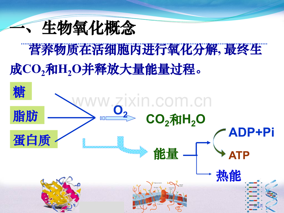 生物氧化中水的生成市公开课一等奖百校联赛特等奖课件.pptx_第2页