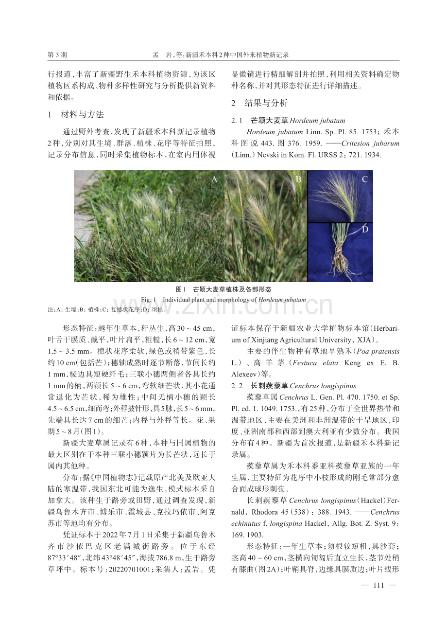 新疆禾本科2种中国外来植物新记录.pdf_第2页