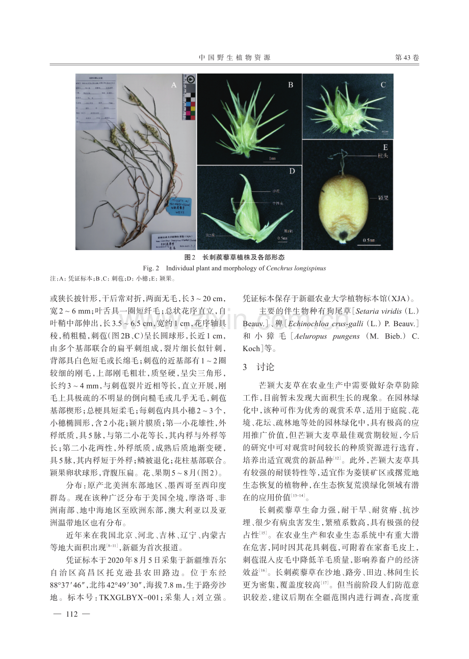 新疆禾本科2种中国外来植物新记录.pdf_第3页