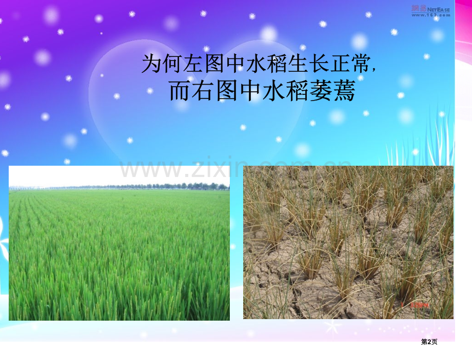 人教版教学教案植物对水分的吸收和利用省公共课一等奖全国赛课获奖课件.pptx_第2页