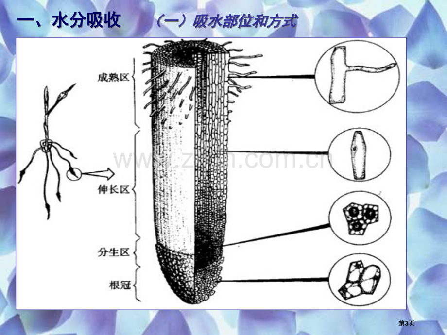 人教版教学教案植物对水分的吸收和利用省公共课一等奖全国赛课获奖课件.pptx_第3页