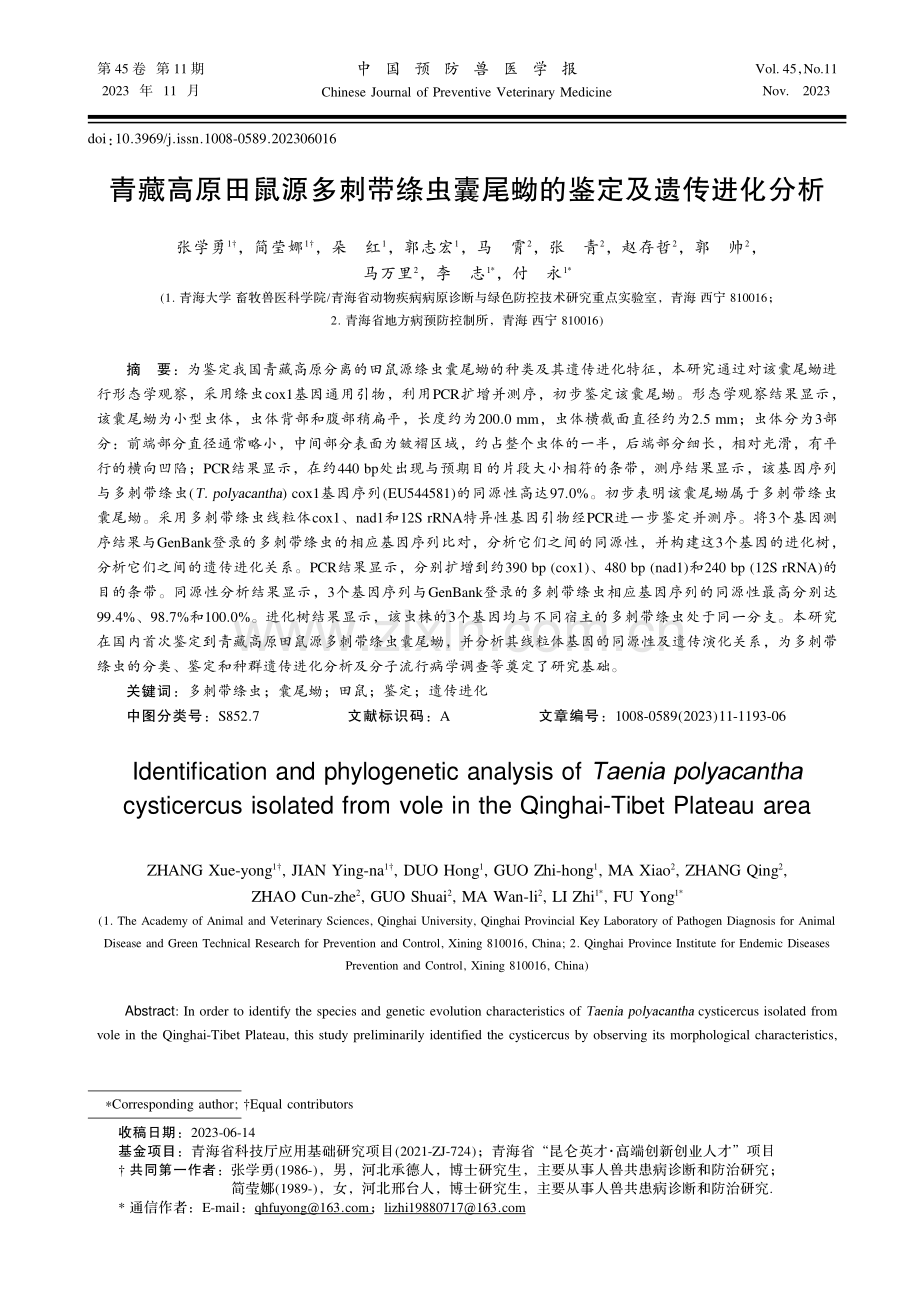 青藏高原田鼠源多刺带绦虫囊尾蚴的鉴定及遗传进化分析.pdf_第1页