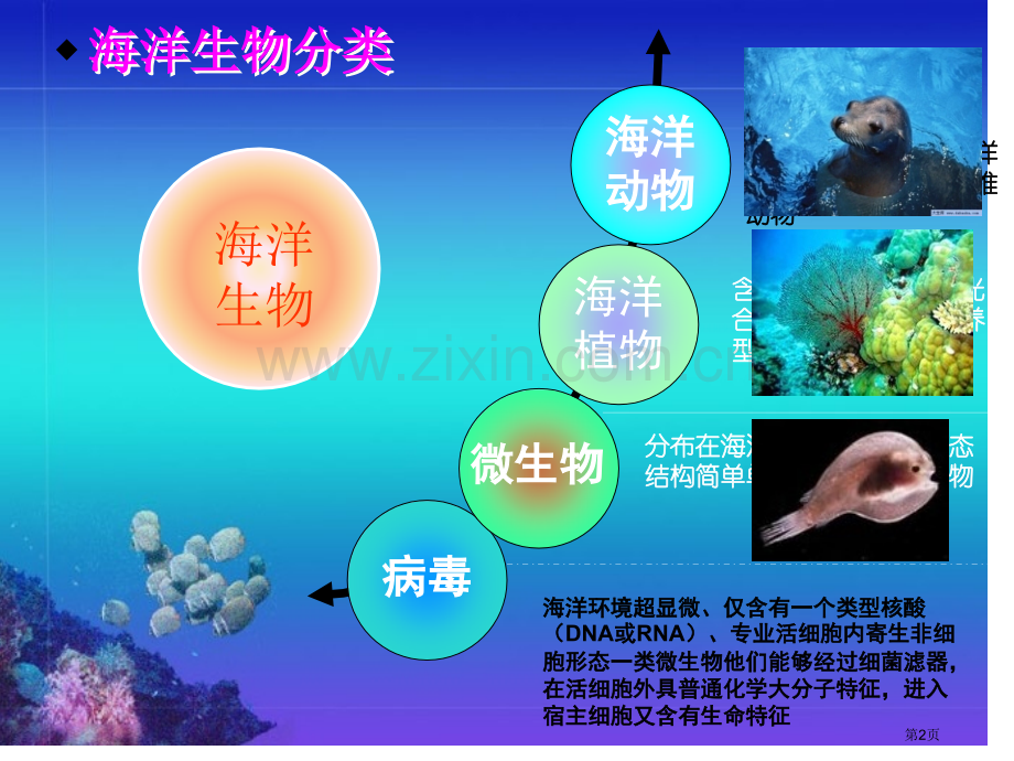 海洋生物的分类省公共课一等奖全国赛课获奖课件.pptx_第2页