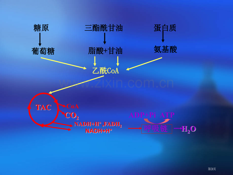 第二章-生物氧化省公共课一等奖全国赛课获奖课件.pptx_第3页