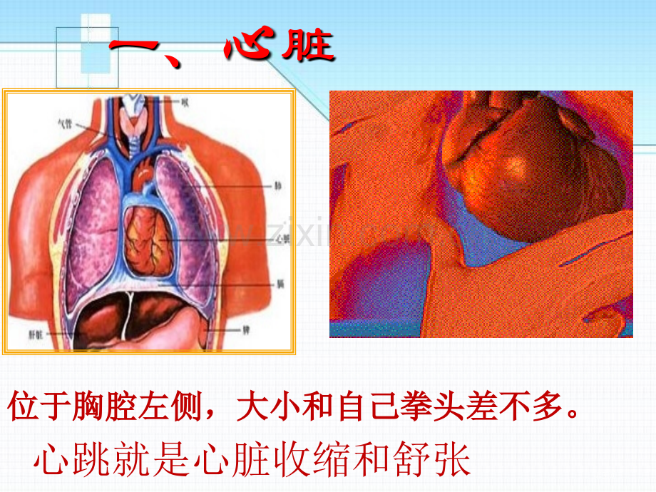 心脏和血管省公开课一等奖新名师优质课比赛一等奖课件.pptx_第3页