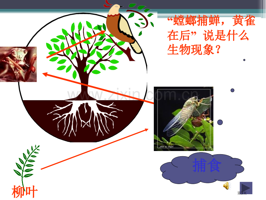 人教版科学六下有趣的食物链省公开课一等奖新名师优质课比赛一等奖课件.pptx_第3页