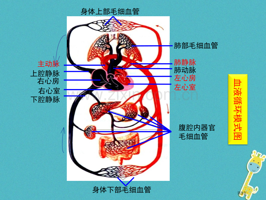 七年级生物下册4.4.3输送血液的泵——心脏第二课时市公开课一等奖百校联赛特等奖大赛微课金奖PPT课.pptx_第3页