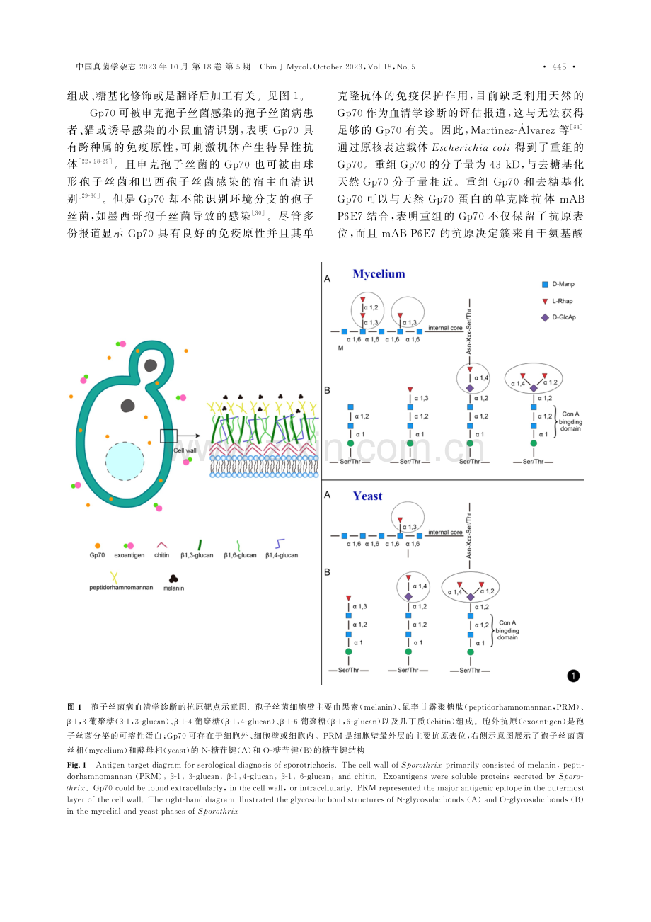 孢子丝菌病血清学诊断的研究进展.pdf_第3页