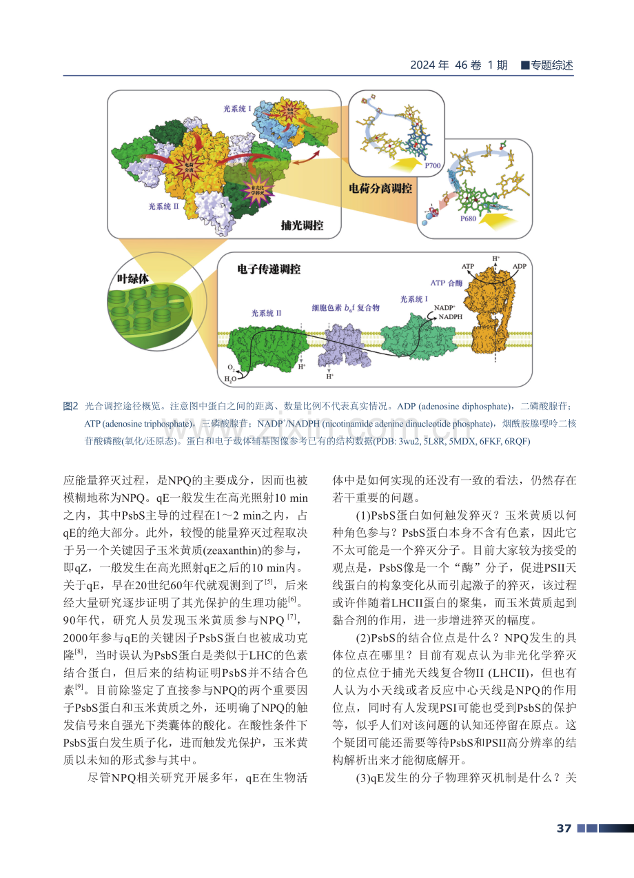 植物光合作用原初反应与电子传递调控.pdf_第3页