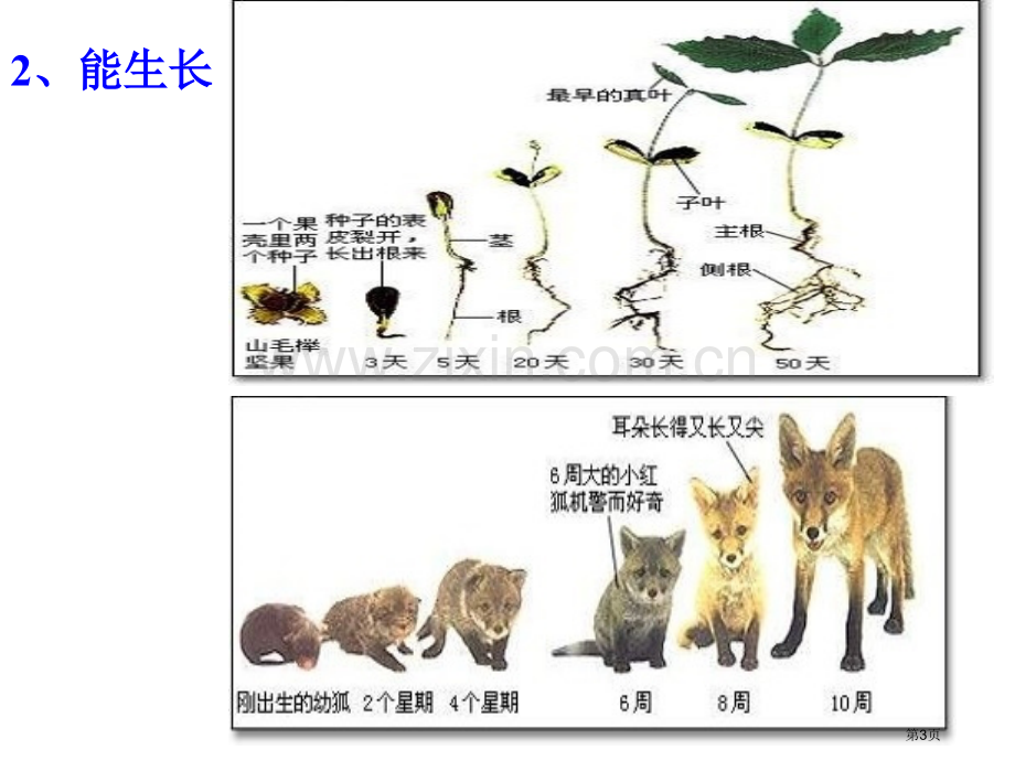 我们周围的生物市公开课一等奖百校联赛获奖课件.pptx_第3页