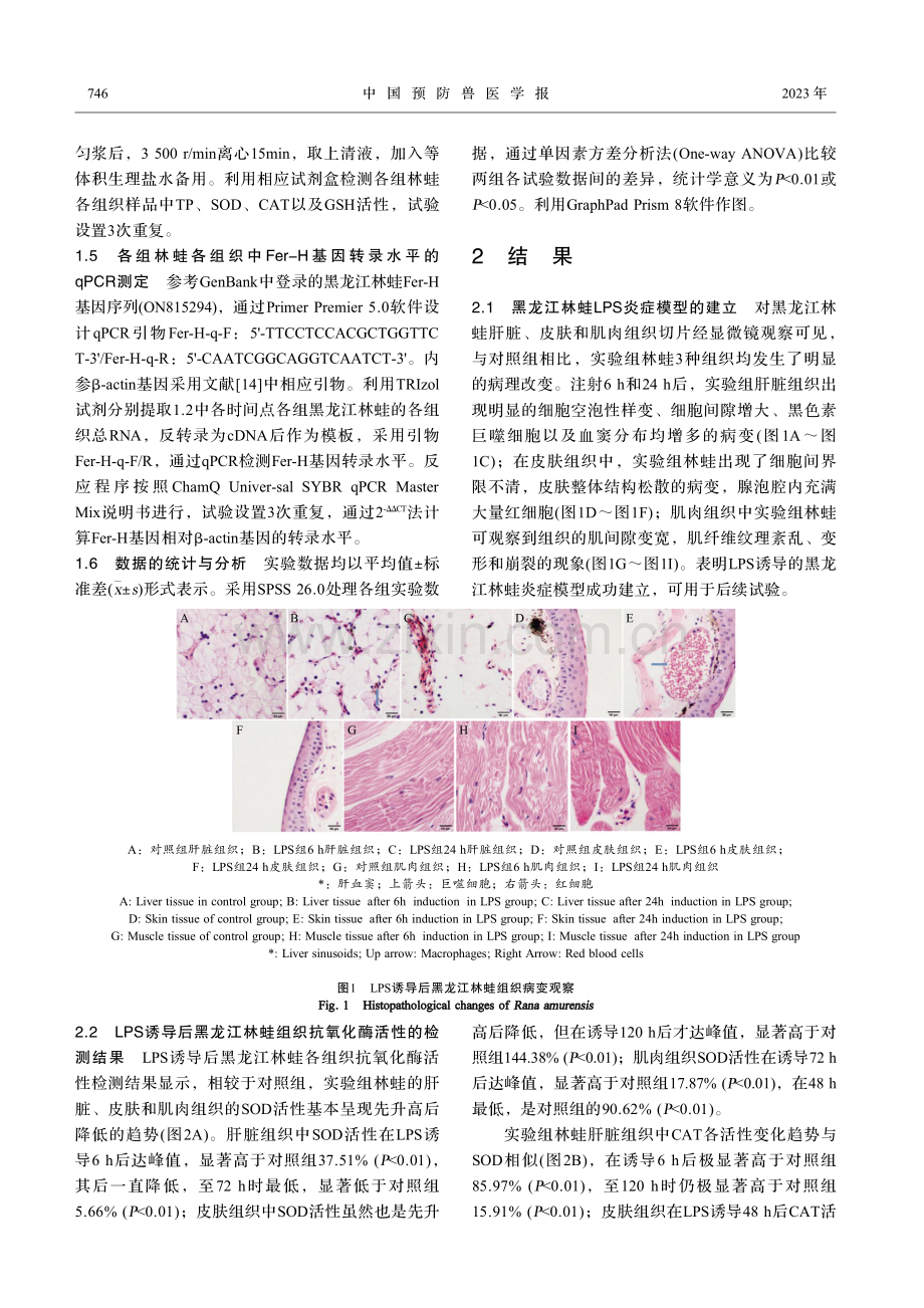 脂多糖诱导黑龙江林蛙炎症损伤中抗氧化机制的研究.pdf_第3页