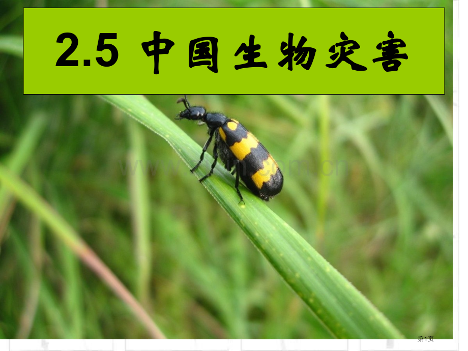 中国的生物灾害参考省公共课一等奖全国赛课获奖课件.pptx_第1页