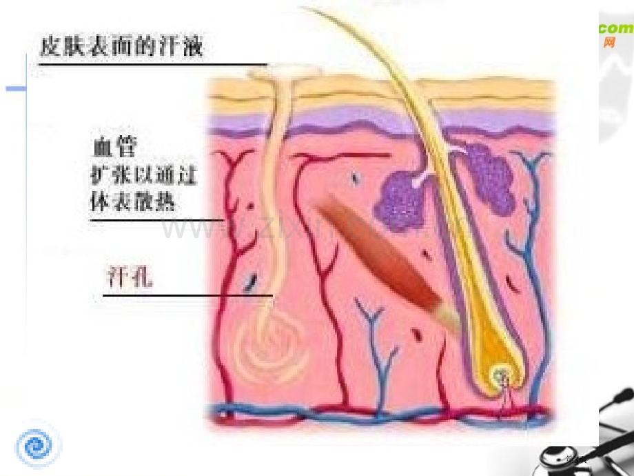 七年级生物汗液的形成和排出市公开课一等奖百校联赛特等奖课件.pptx_第3页