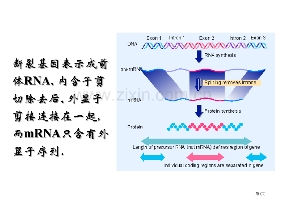 基础分子生物学Chapter省公共课一等奖全国赛课获奖课件.pptx_第3页