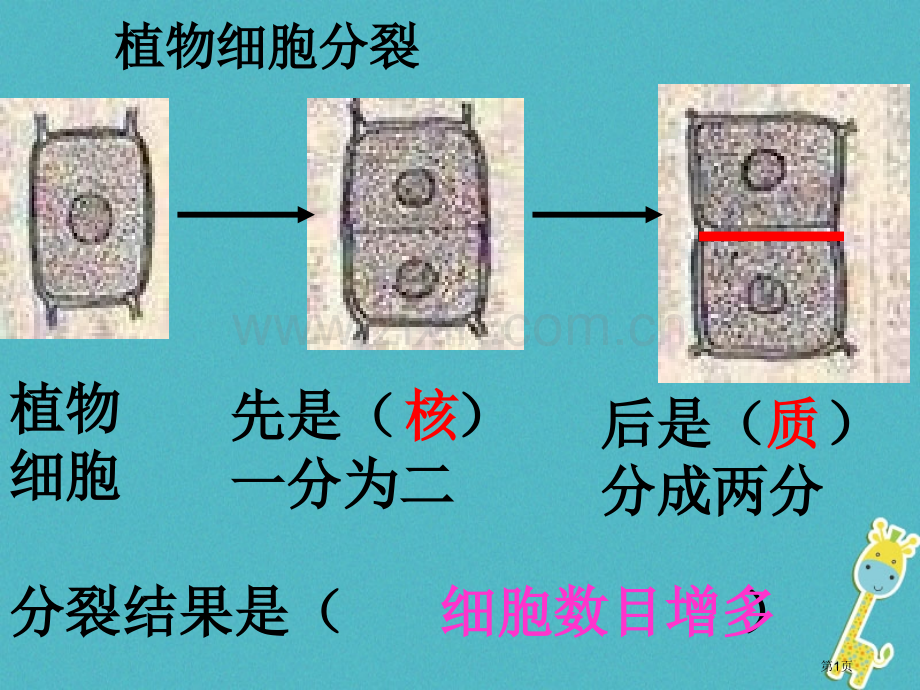 七年级生物上册第二单元第二章第二节动物体的结构层次教案市公开课一等奖百校联赛特等奖大赛微课金奖PPT.pptx_第1页