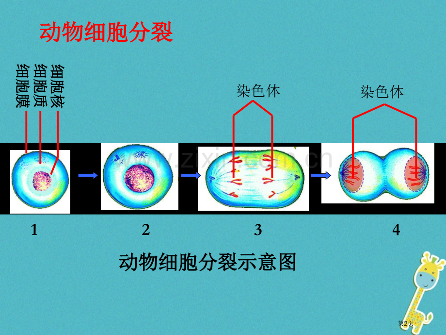 七年级生物上册第二单元第二章第二节动物体的结构层次教案市公开课一等奖百校联赛特等奖大赛微课金奖PPT.pptx_第2页