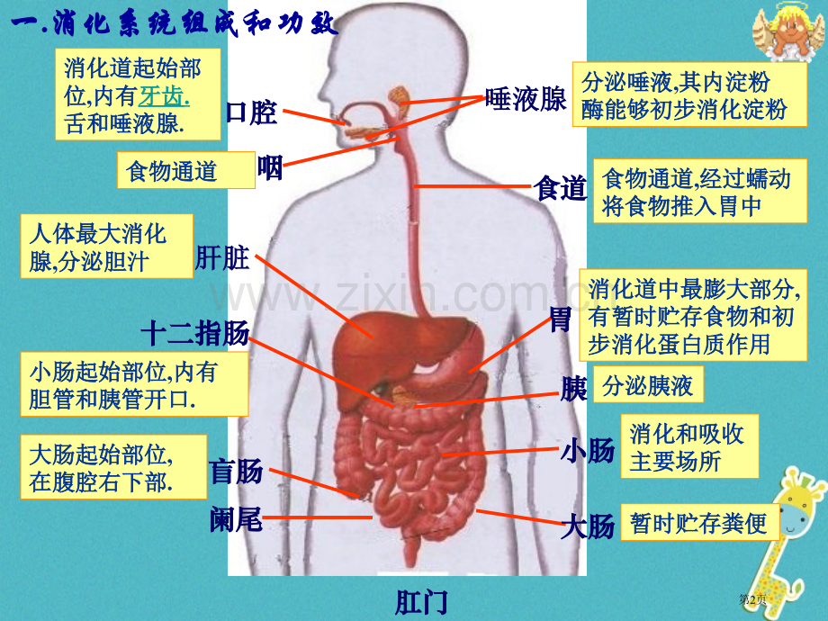 七年级生物下册第四单元第二章人体的营养消化和吸收市公开课一等奖百校联赛特等奖大赛微课金奖PPT课件.pptx_第2页