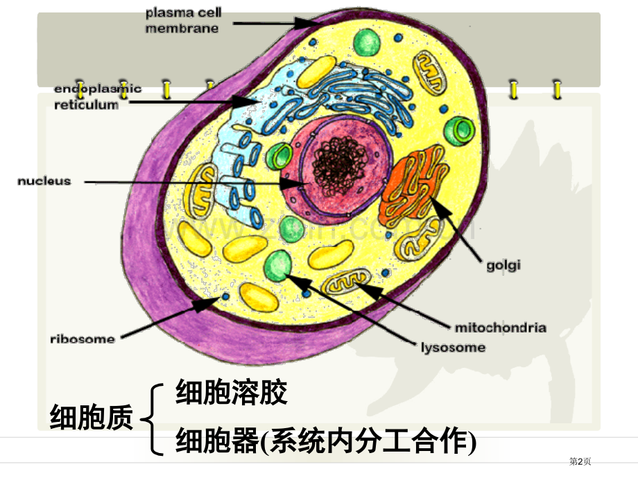 细胞质浙教版省公共课一等奖全国赛课获奖课件.pptx_第2页