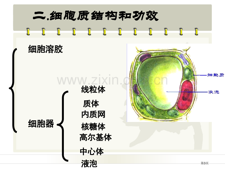 细胞质浙教版省公共课一等奖全国赛课获奖课件.pptx_第3页