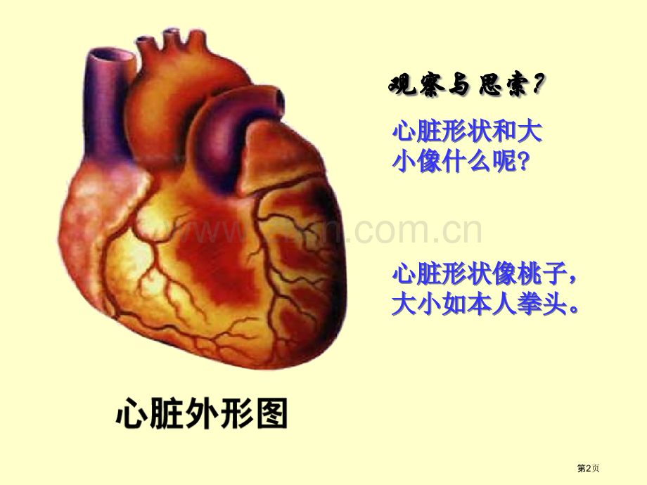 七年级生物下册输送血液的泵心脏2人教新课标版省公共课一等奖全国赛课获奖课件.pptx_第2页