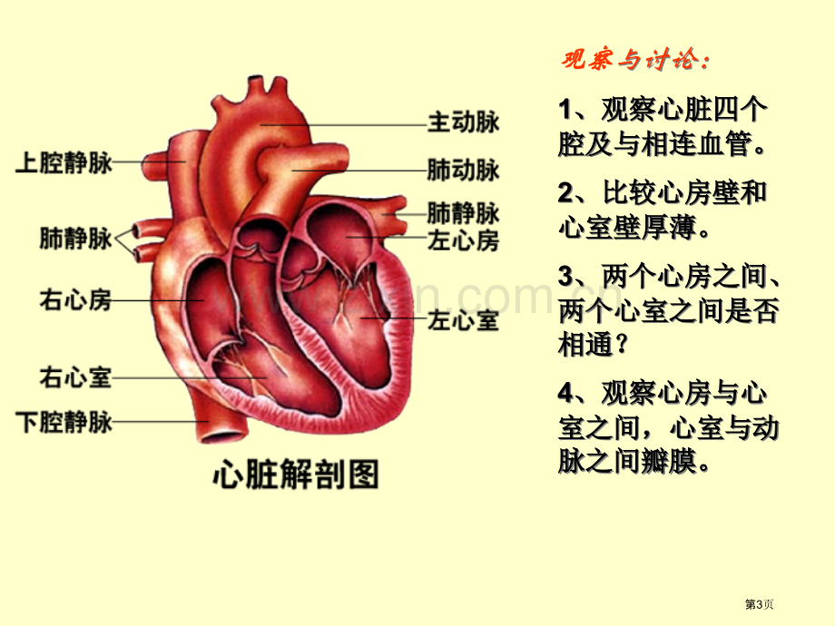 七年级生物下册输送血液的泵心脏2人教新课标版省公共课一等奖全国赛课获奖课件.pptx_第3页