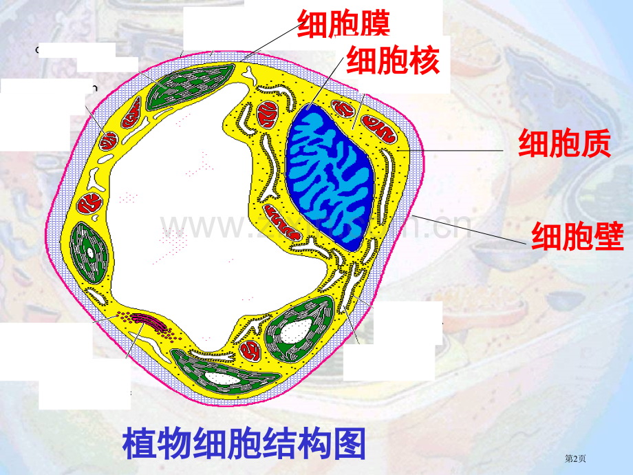 人教版教学细胞器的分工与合作省公共课一等奖全国赛课获奖课件.pptx_第2页