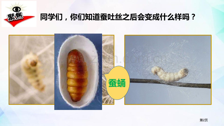 三年级科学下册课件-2.4蚕变了新模样-教科版-省公开课一等奖新名师优质课比赛一等奖课件.pptx_第2页