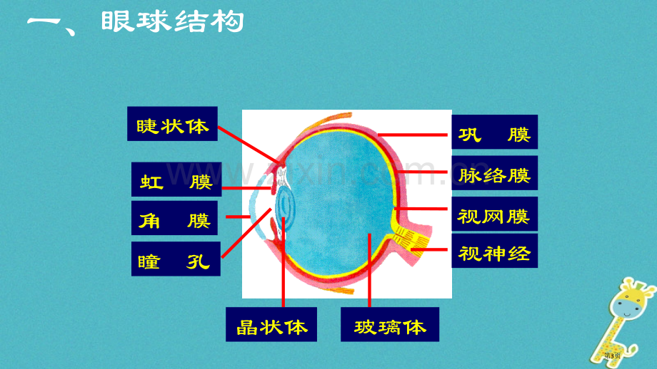 七年级生物下册4.6.1人体对外界环境的感知讲义1市公开课一等奖百校联赛特等奖大赛微课金奖PPT课件.pptx_第3页