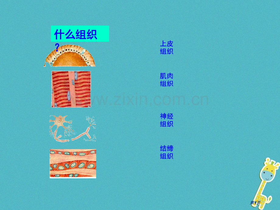 七年级生物上册2.2.3植物体的结构层次讲义1市公开课一等奖百校联赛特等奖大赛微课金奖PPT课件.pptx_第1页