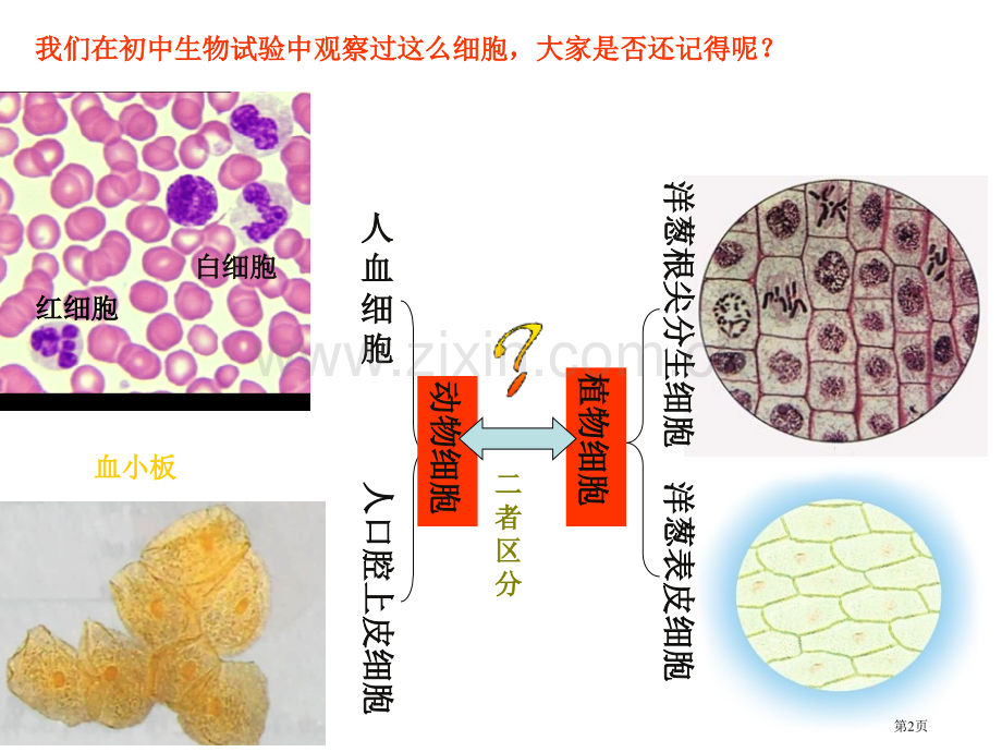 人教版教学细胞的多样性与统一性上学期省公共课一等奖全国赛课获奖课件.pptx_第2页