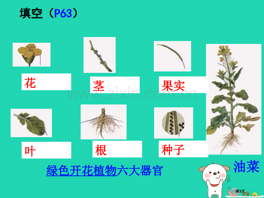 七年级生物上册2.2.3植物体的结构层次教案市公开课一等奖百校联赛特等奖大赛微课金奖PPT课件.pptx_第3页