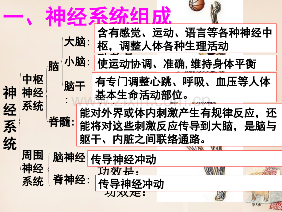 七年级生物下册4.6.2神经系统的组成讲义1市公开课一等奖百校联赛特等奖大赛微课金奖PPT课件.pptx_第3页