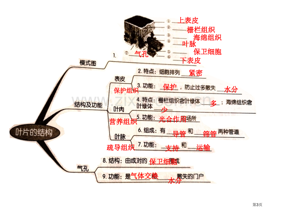 北师大版七上生物-期末复习知识点省公共课一等奖全国赛课获奖课件.pptx_第3页