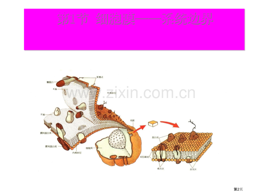 人教版高一生物必修一细胞膜系统的边界省公共课一等奖全国赛课获奖课件.pptx_第2页