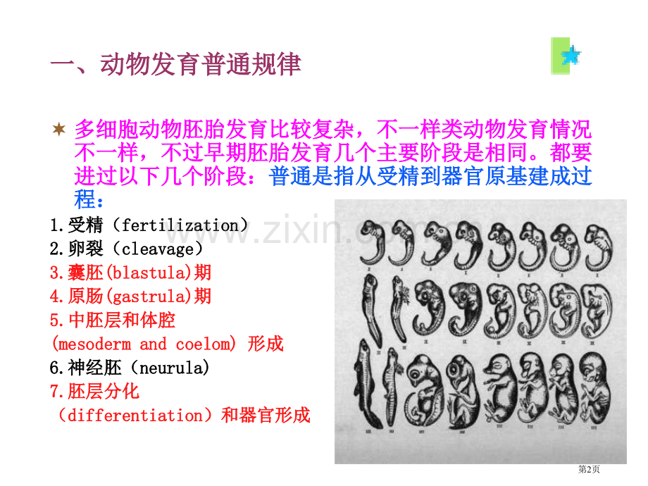 动物生物学2章多细胞动物的胚胎发育省公共课一等奖全国赛课获奖课件.pptx_第2页