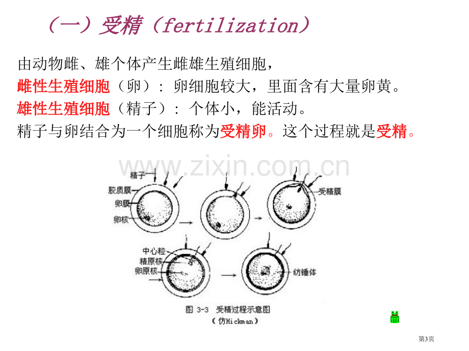 动物生物学2章多细胞动物的胚胎发育省公共课一等奖全国赛课获奖课件.pptx_第3页