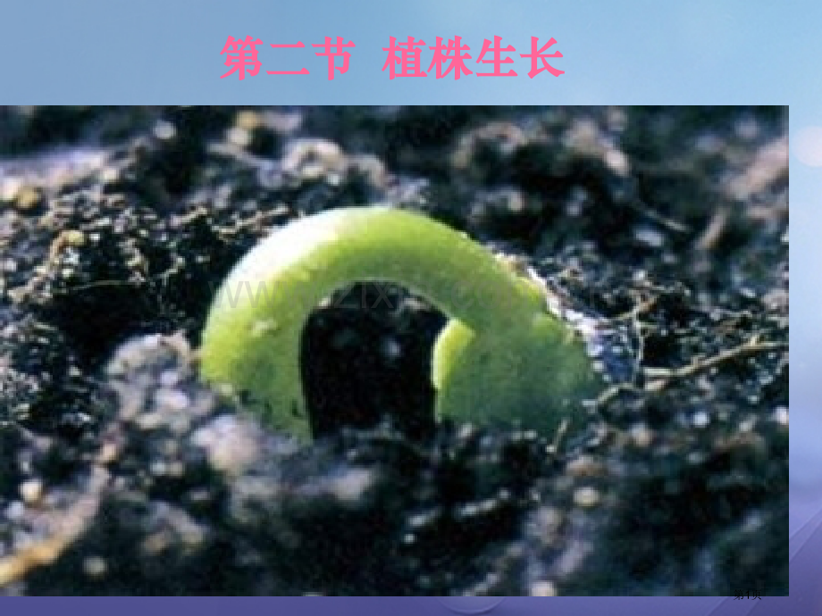 七年级生物上册3.2.2植株的生长讲义市公开课一等奖百校联赛特等奖大赛微课金奖PPT课件.pptx_第1页