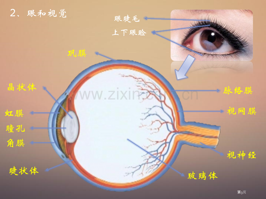 人体对外界环境的感知新课标省公开课一等奖新名师优质课比赛一等奖课件.pptx_第3页