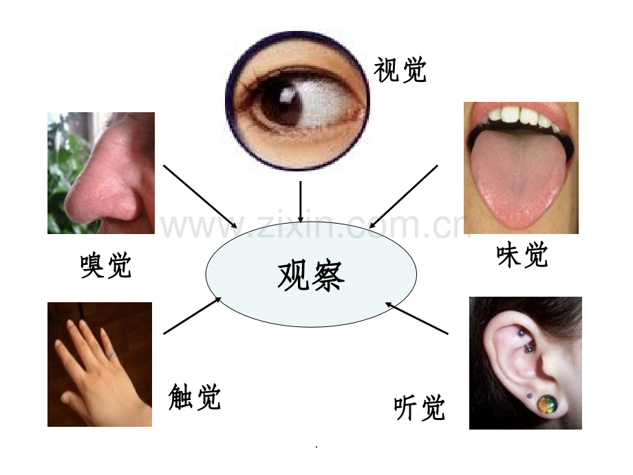 人体对外界环境的感知.ppt_第3页