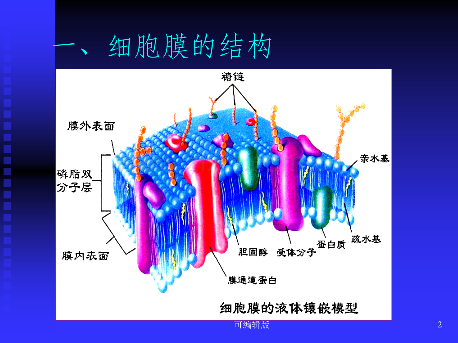 细胞膜及跨膜信号通讯.ppt_第2页