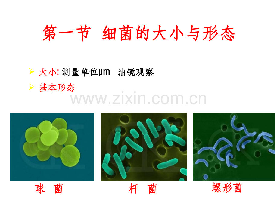 细菌的形态与结构(5).ppt_第3页