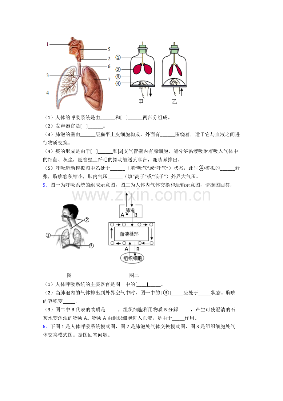 2024年人教版中学初一下册生物期末解答实验探究大题测试试卷(含答案).doc_第3页