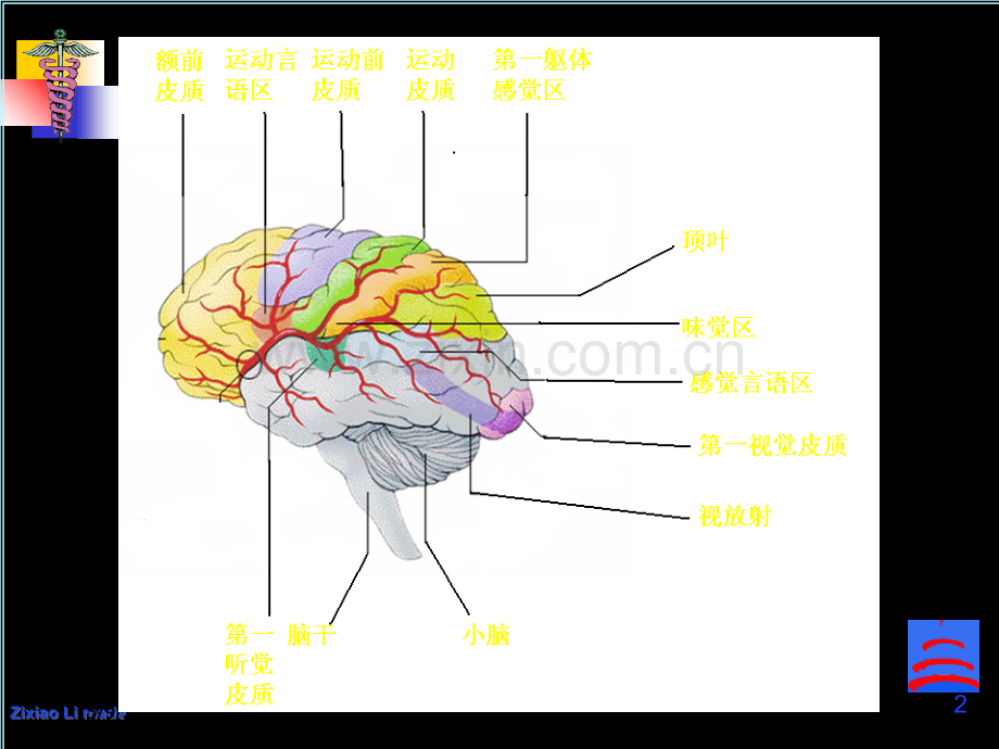 头颅磁共振图谱.ppt_第2页