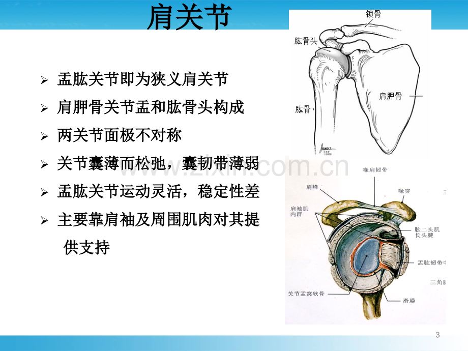 右肩关节MR扫描方法.ppt_第3页