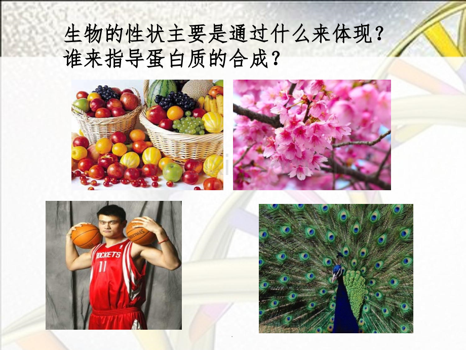 基因对现状的控制.ppt_第2页