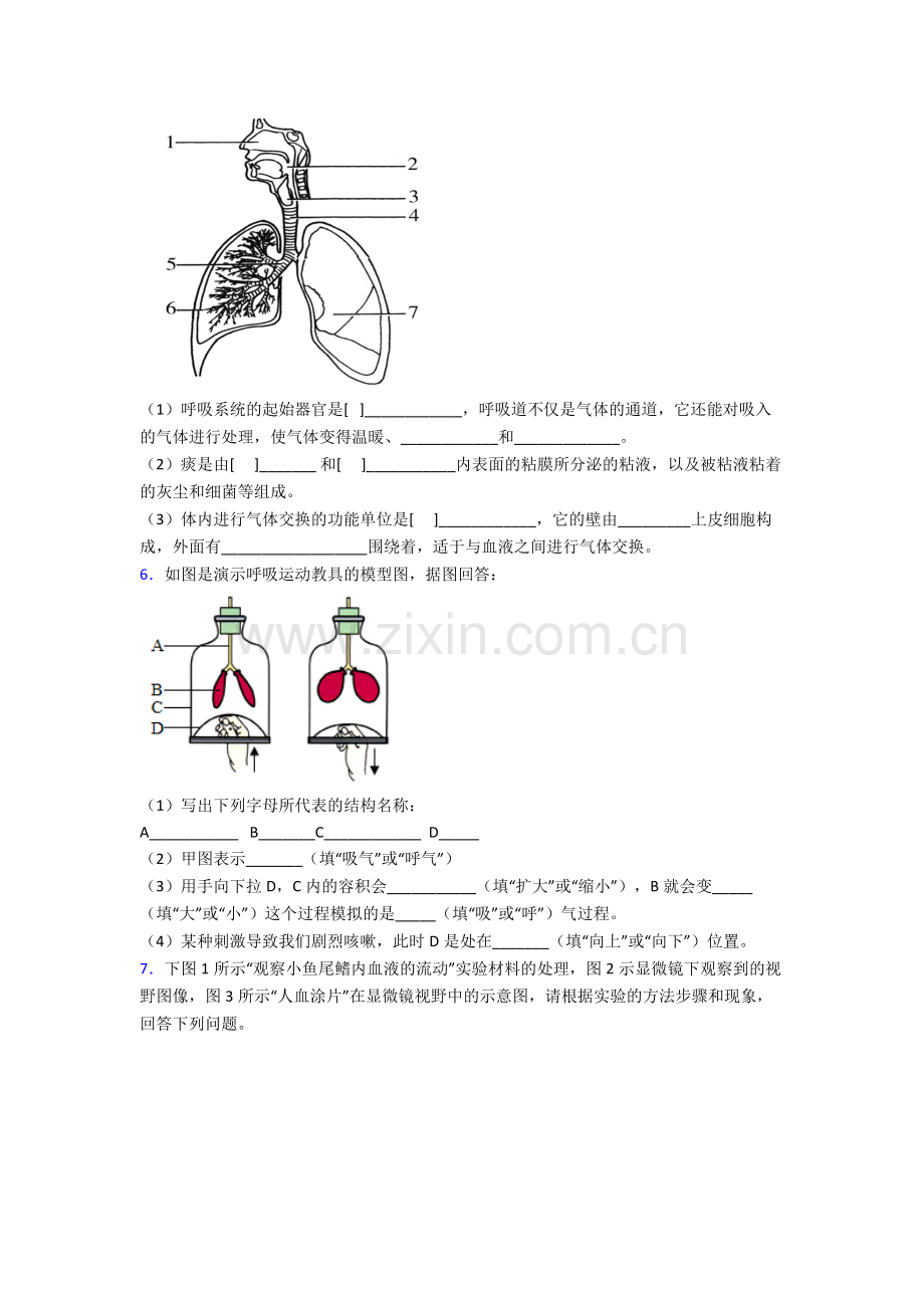 2024年人教版初一下册生物期末解答实验探究大题学业水平卷含答案word.doc_第3页