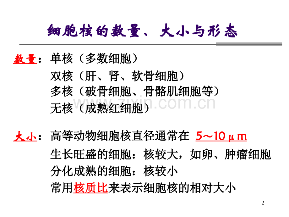 医学细胞生物学细胞核.ppt_第2页